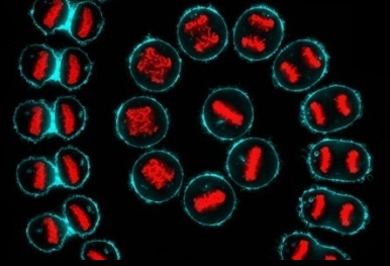 Meyer Cancer Center Cancer Biology Program