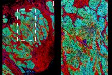 green and red labeled cells generated by imaging mass cytometry